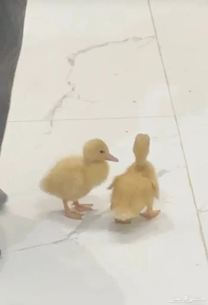 بط بكيني اليف 0