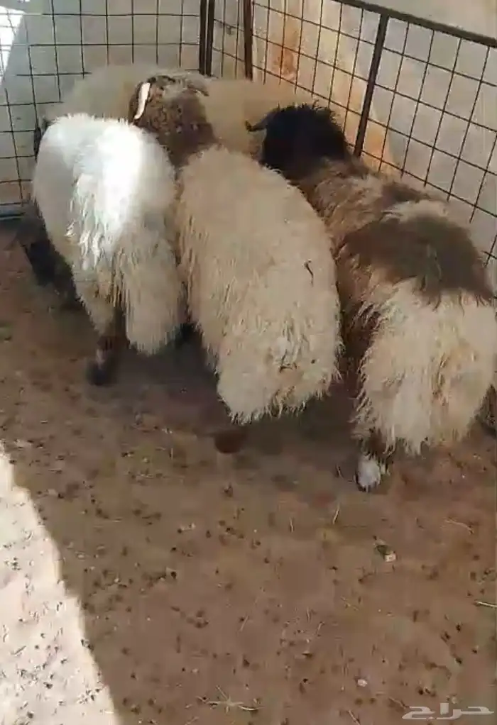 جذعان فل طيبه 0