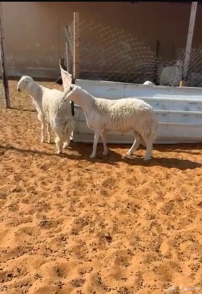 طليان ذبايح ومشاريع فحول 1