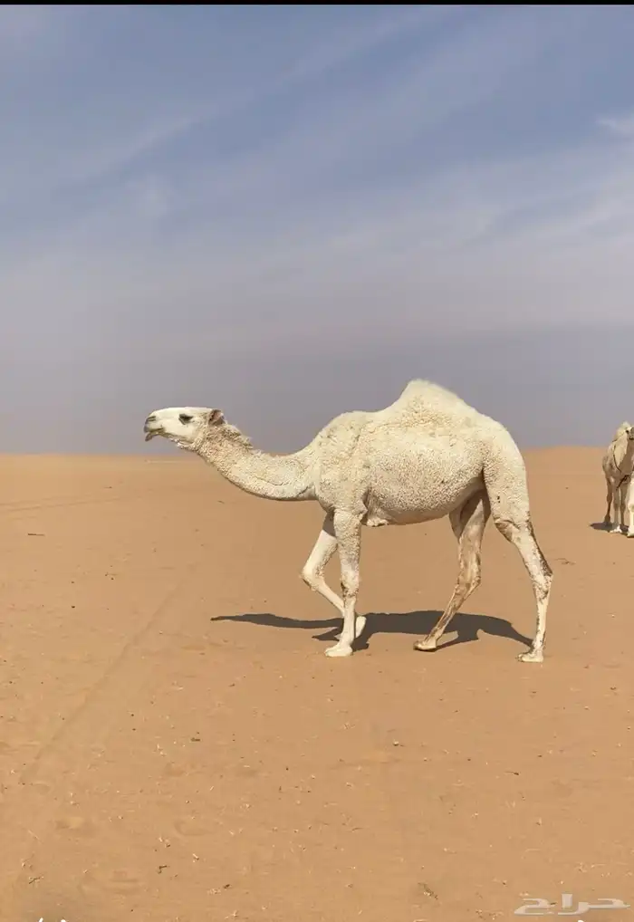 للبيع بكره وضحا 0