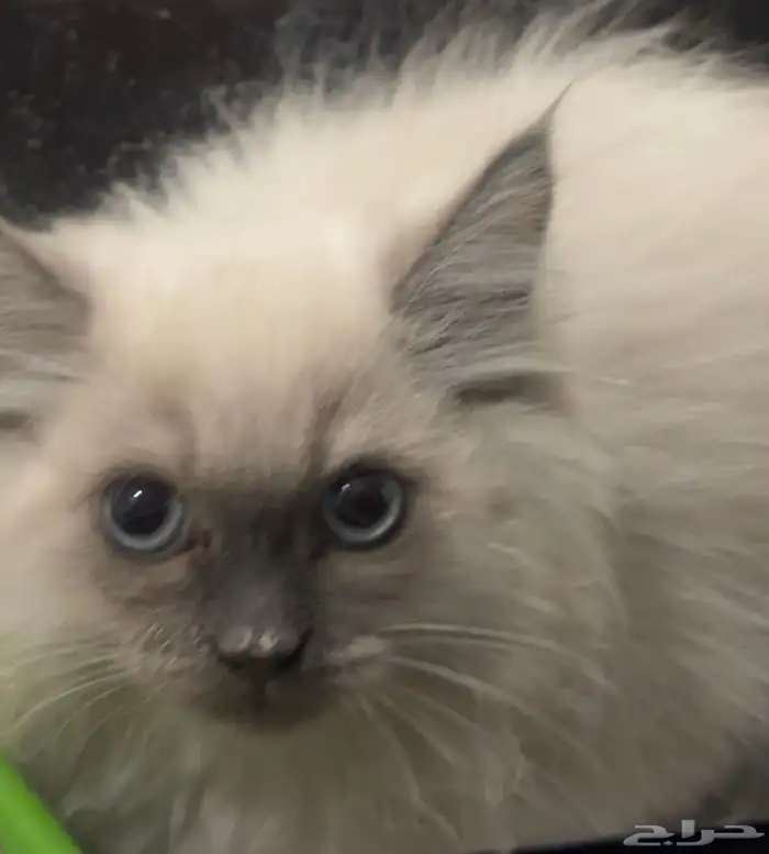 قط ذكر هملايا 1