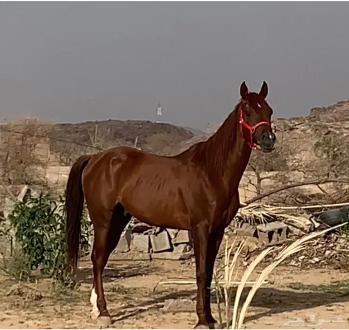 حصان عربي اصيل 2