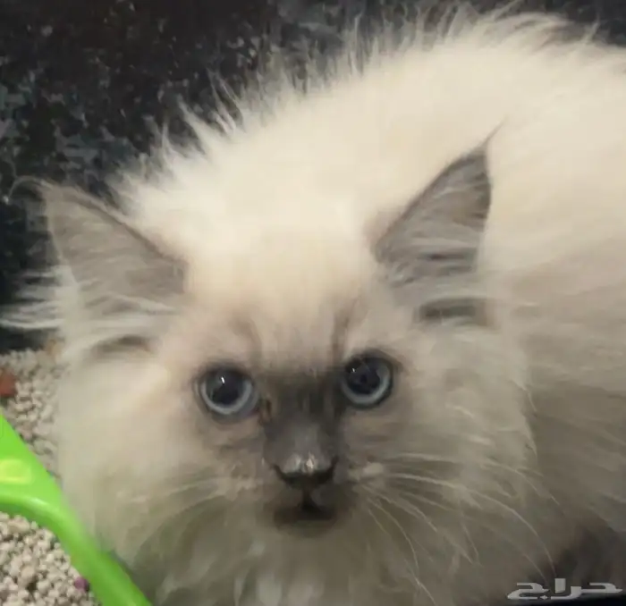 قط ذكر هملايا 0