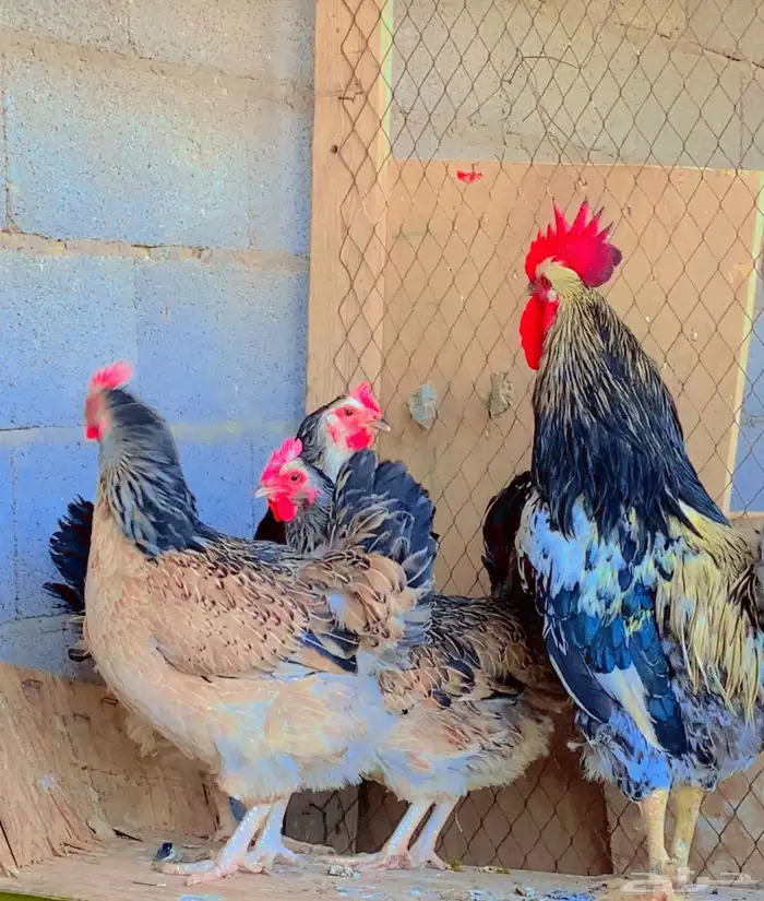 للبيع دجاج تركي 0