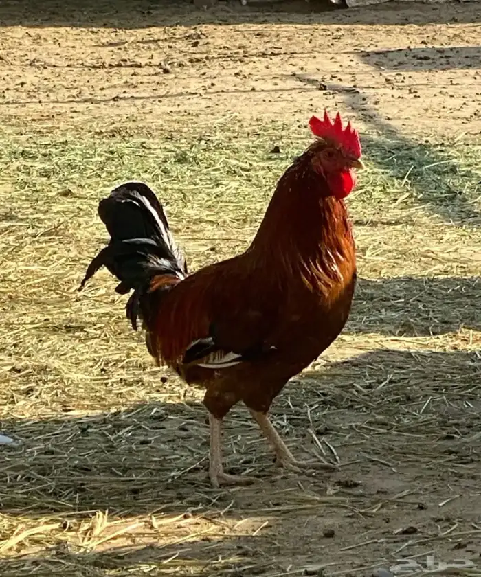 ديكه فاخرره 0