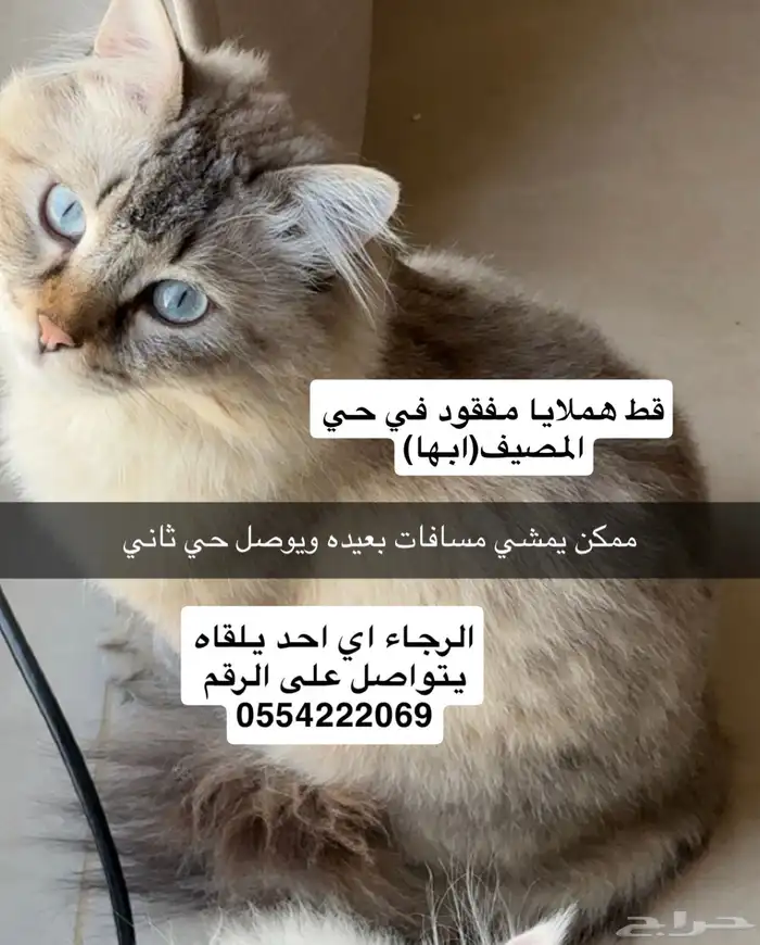 قط ضايع في مدينة ابها 0