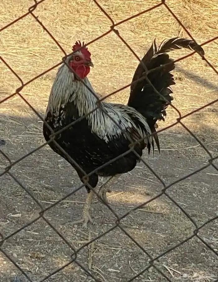 ديكه فاخرره 1