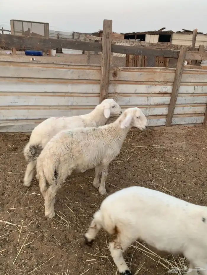 هرافا حريات فل 0