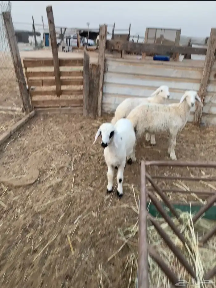 هرافا حريات فل 1