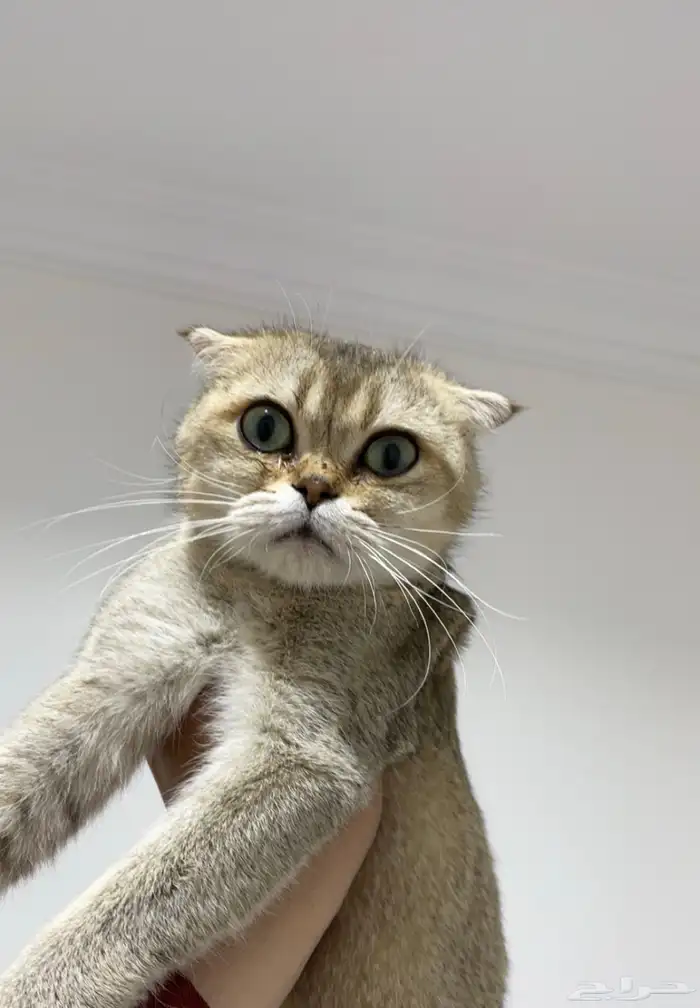 قطة سكوتش للبيع 0