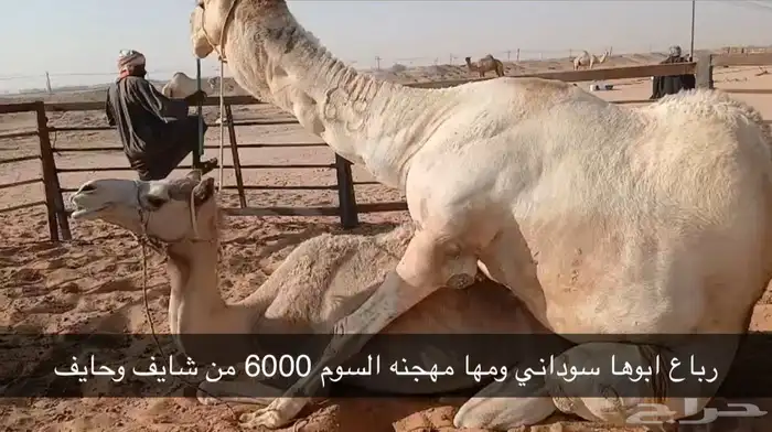 هجن جميعهن على اضراب 1