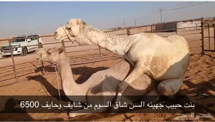 هجن جميعهن على اضراب 0