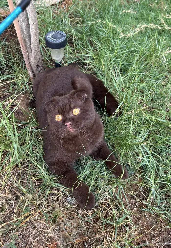 سكوتش فولد 0