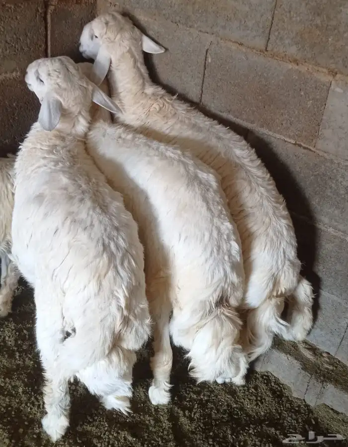 3 خرفان فل شحم نظيف 0