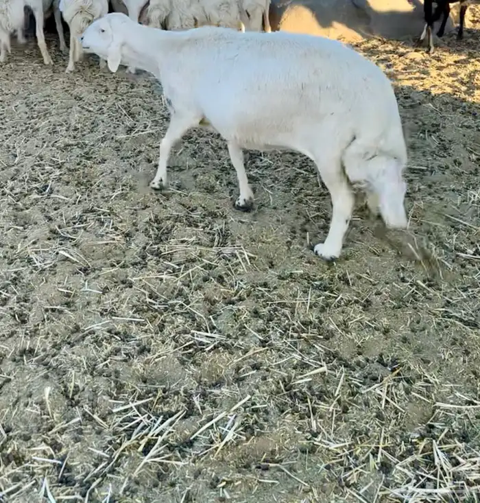 شاه حايل للبيع 2