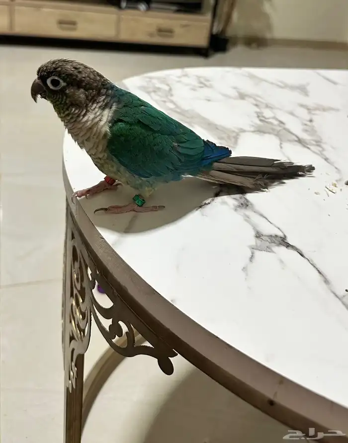 كنيور تركواز يلو سايد 0