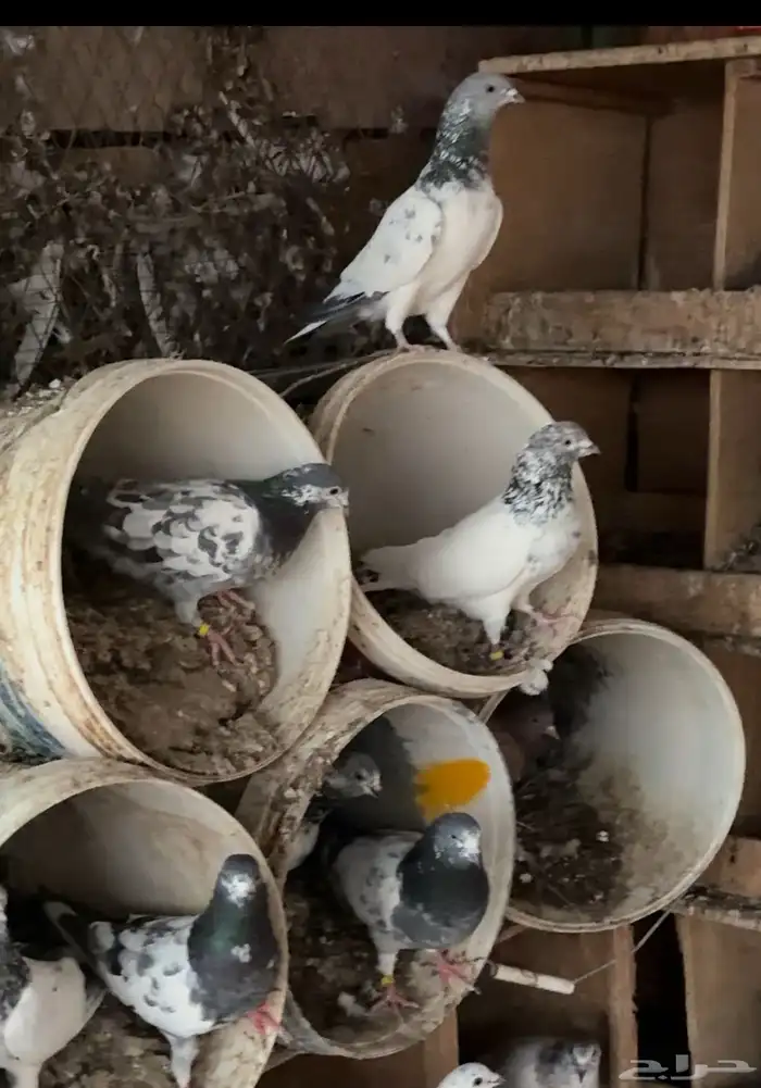 حمام باكستاني 0