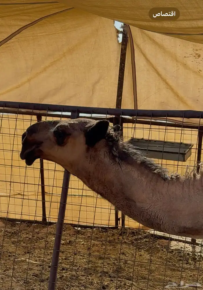 للبيع قعود مفرود باتلي 2