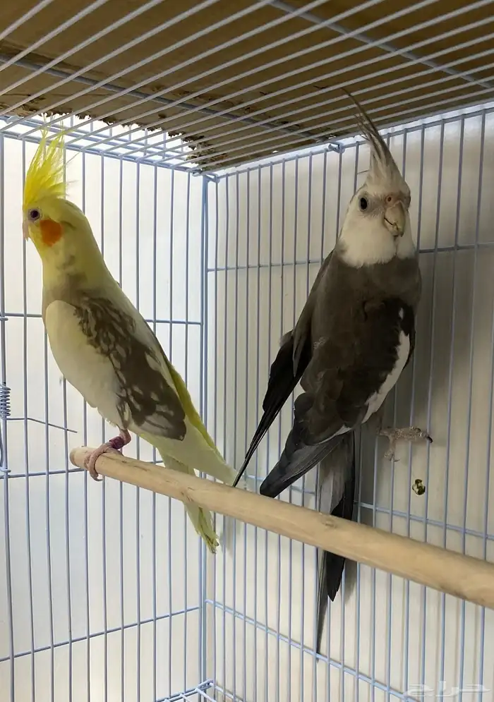 للبيع ازواج كروان منتجه 5