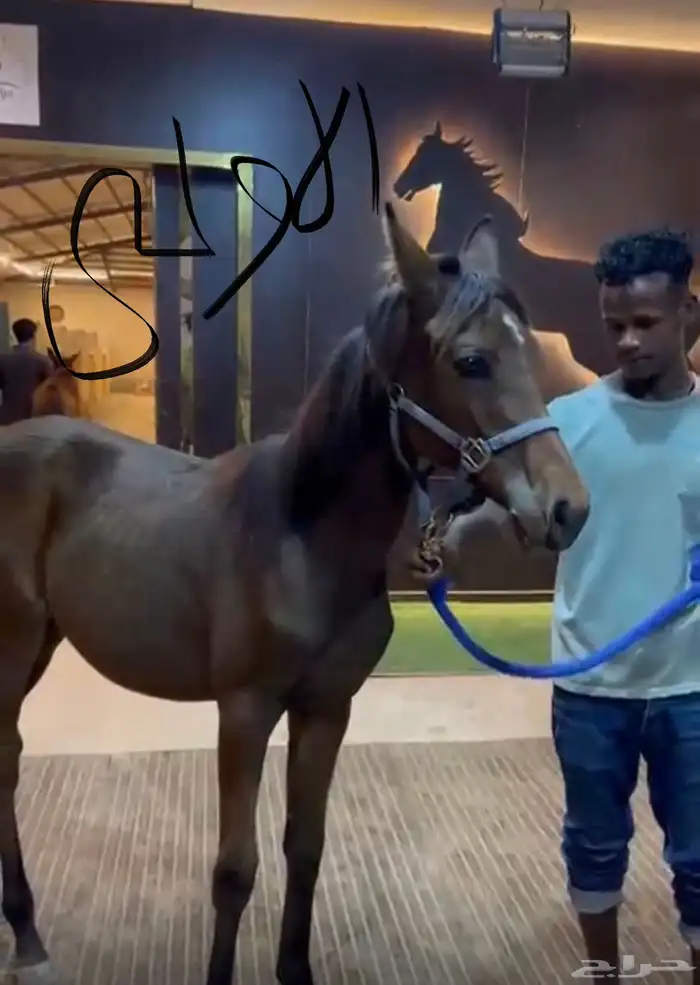 للبيع مهرتين و مهر 7