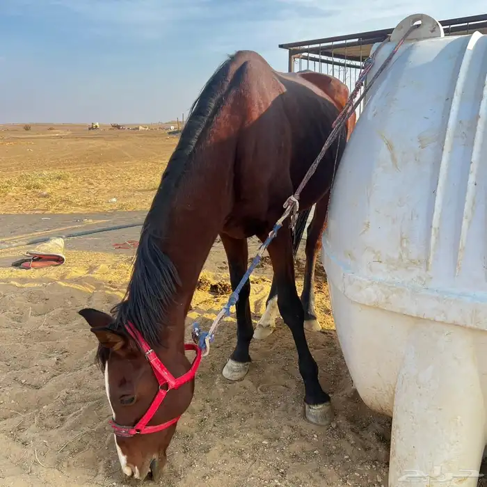 حصان للبيع 2