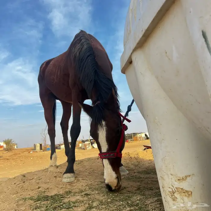 حصان للبيع 3