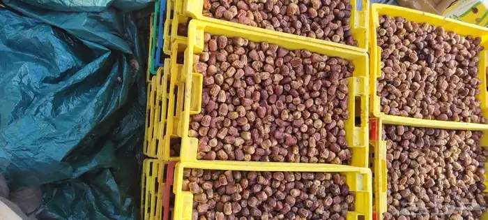 تمر سكري وخلاص 7