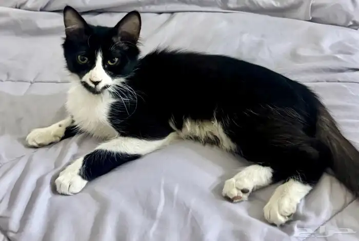 قطط للتبني 0