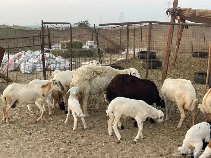 10 ضان ولد حريات ورفد تبارك الرحمن 12