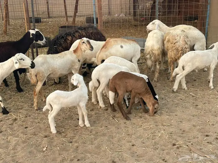 10 ضان ولد حريات ورفد تبارك الرحمن 19