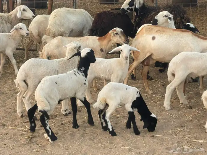 10 ضان ولد حريات ورفد تبارك الرحمن 15