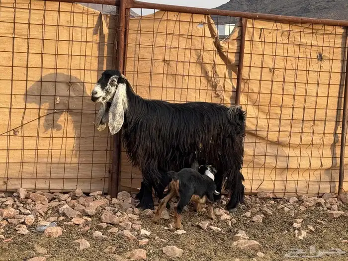 عارضيه صنف متوم 1