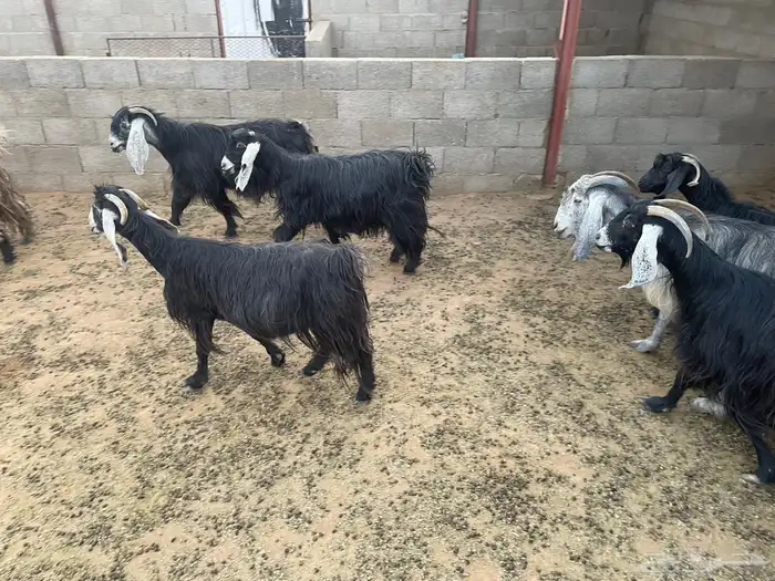 معزى أتواصل واتسب ولا اتصل 4