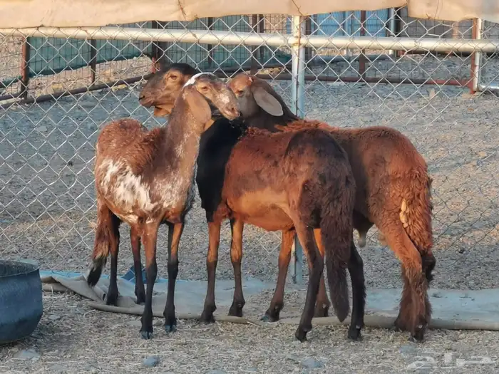 رخال سواكن 0