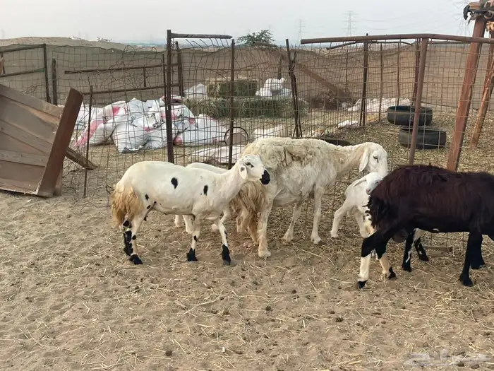 10 ضان ولد حريات ورفد تبارك الرحمن 4