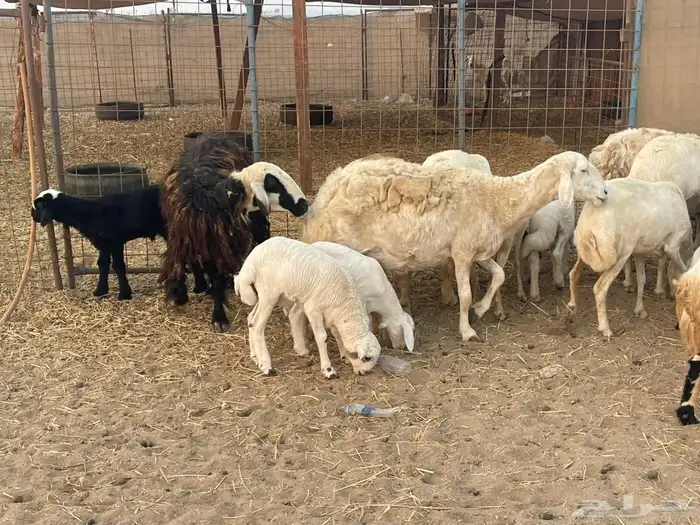 10 ضان ولد حريات ورفد تبارك الرحمن 3