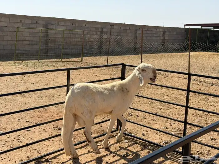 مشروع فحل فاخر سواكني درماني 1