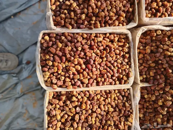 تمر سكري وخلاص 8