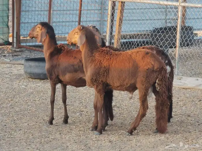 رخال سواكن 2