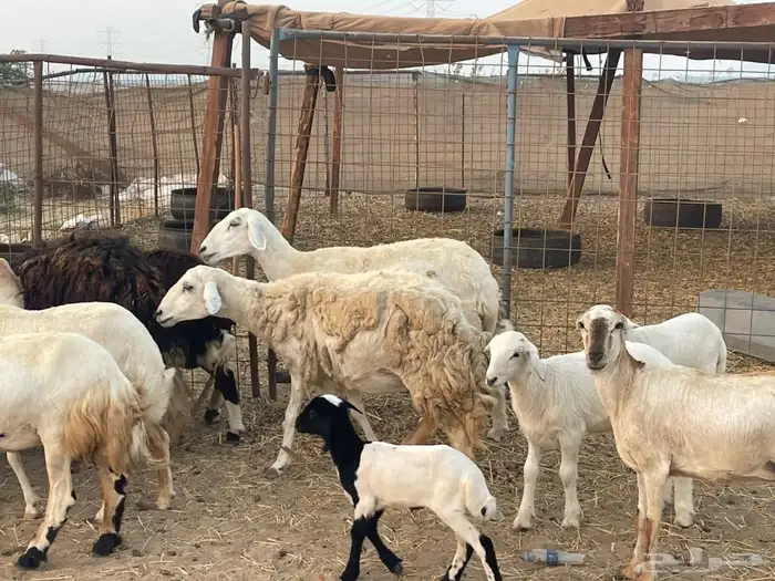 10 ضان ولد حريات ورفد تبارك الرحمن 14