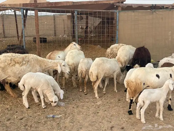 10 ضان ولد حريات ورفد تبارك الرحمن 18