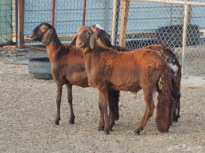 رخال سواكن 1