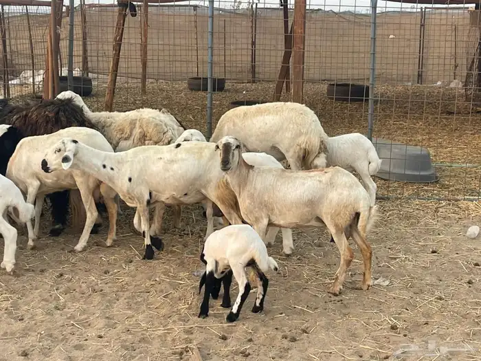 10 ضان ولد حريات ورفد تبارك الرحمن 8