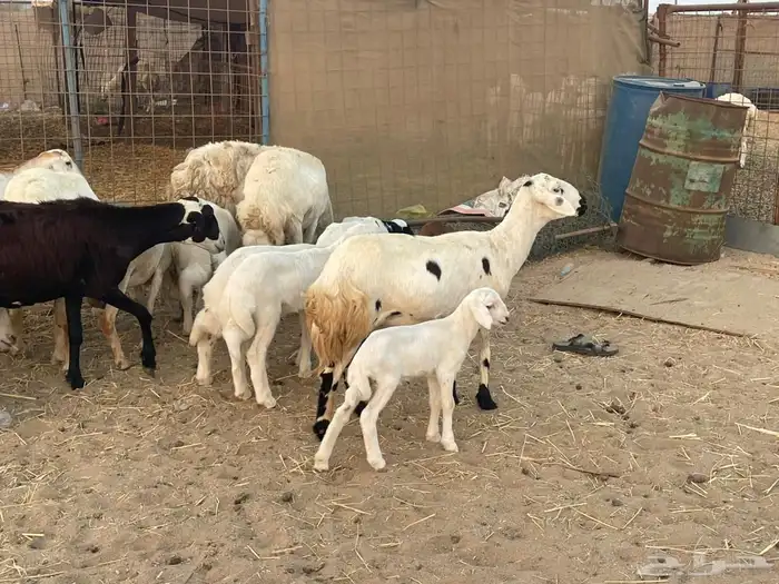 10 ضان ولد حريات ورفد تبارك الرحمن 10