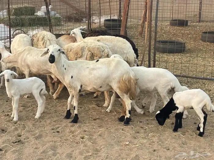 10 ضان ولد حريات ورفد تبارك الرحمن 0