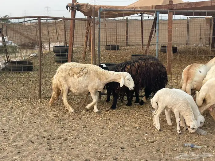 10 ضان ولد حريات ورفد تبارك الرحمن 7