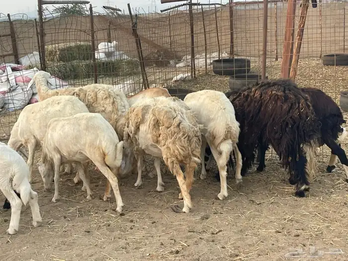 10 ضان ولد حريات ورفد تبارك الرحمن 6