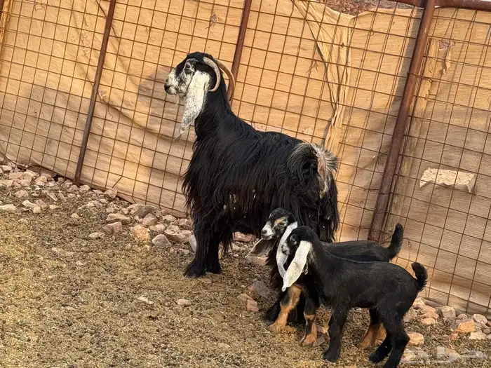 عارضيه صنف متوم 2