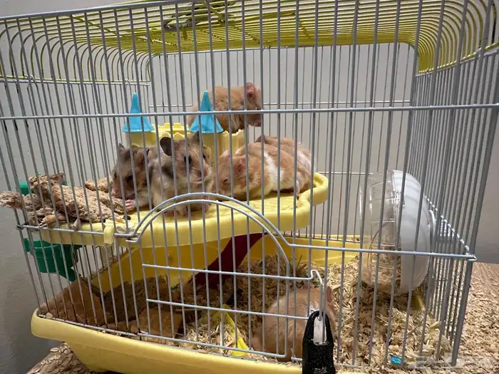 هامستر أليفة للبيع   العدد 8 0