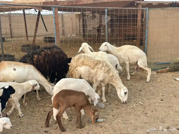 10 ضان ولد حريات ورفد تبارك الرحمن 16